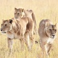 Safari Secret: Meru National Park Safari Secret: Meru National Park