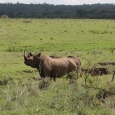 The Black Rhino makes a come back to Rwanda The Black Rhino makes a come back to Rwanda
