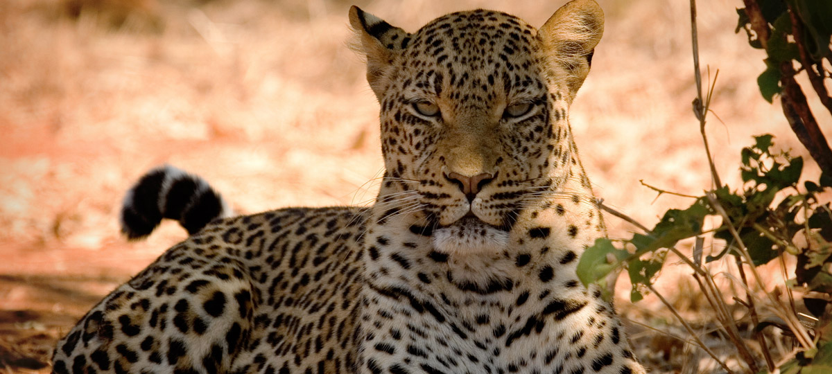 Kafue National Park Kafue National Park