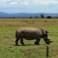 A new rhino at Ziwa Sanctuary A new rhino at Ziwa Sanctuary