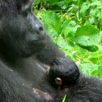Another baby in Bwindi Forest Another baby in Bwindi Forest