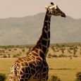 Giraffe translocation in Murchison Falls National Park Giraffe translocation in Murchison Falls National Park