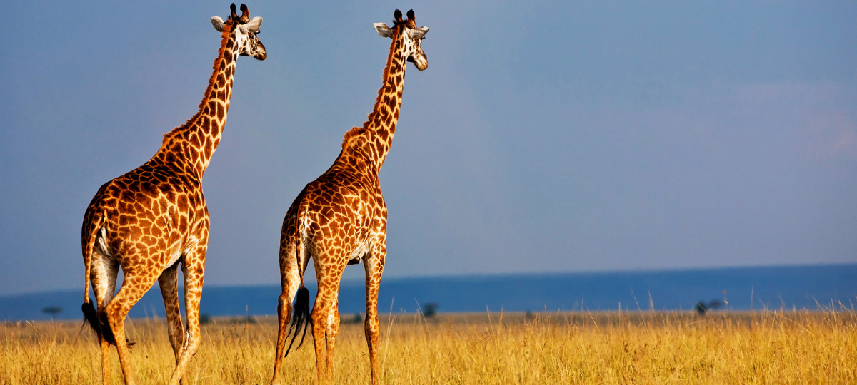 Selous Game Reserve Selous Game Reserve