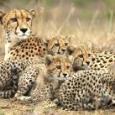 Safari Secret: Phinda Private Game Reserve Safari Secret: Phinda Private Game Reserve
