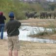 Walking Wild in the Sabi Sand Walking Wild in the Sabi Sand