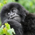 UWA introduces 2 new gorilla families UWA introduces 2 new gorilla families