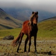 Ecuador named one of world's top horse-trekking destinations by CNN Ecuador named one of world's top horse-trekking destinations by CNN