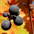 Red Harvest: A special food and wine itinerary in Chile Red Harvest: A special food and wine itinerary in Chile