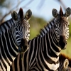 Southern Africa - Akorn Tariff Manual 2019 Southern Africa - Akorn Tariff Manual 2019