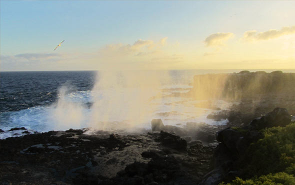 Get More for Less, for your Cruise on the Endemic