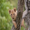 Akorn East & Southern Africa - Family Travel Akorn East & Southern Africa - Family Travel