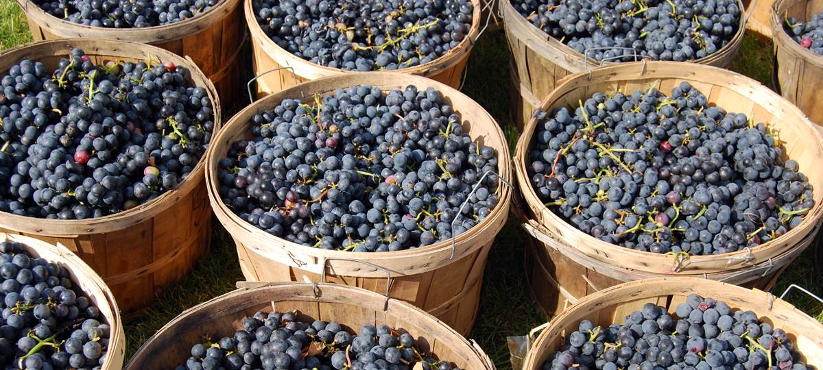 A Wine Infused Tour of Bordeaux